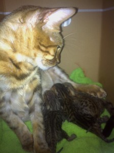 Carton pour chatte enceinte