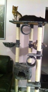 Arbre à chat de Fidji, Bouba et Happy