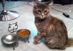 gamelle pour chat