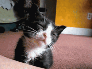 Quand mon chat