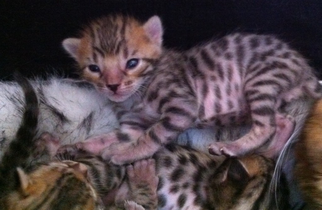 Chaton Bengal