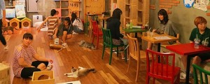 Café des chats