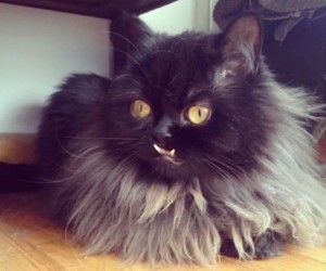 Chat Princess Monster
