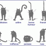 Langage du chat