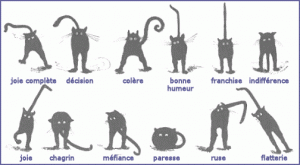 Langage du chat