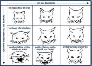 Positionnement des oreilles du chat