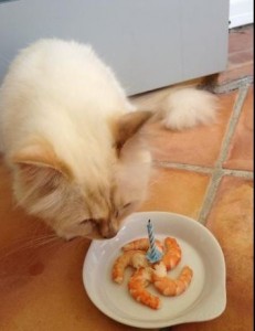 Choupette