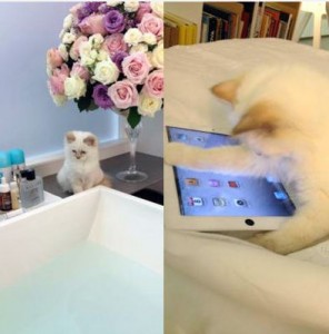 Choupette Karl Lagerfeld