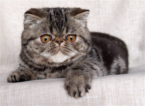 Exotic Shorthair