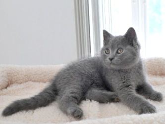 Chartreux