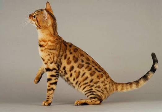 Chat Bengal