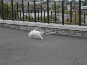 Vrai chat de Google Street View