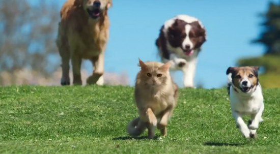 Chat court avec des chiens