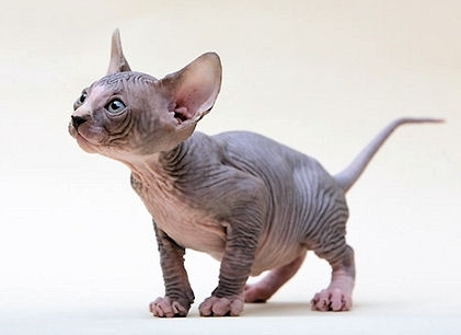 Sphynx