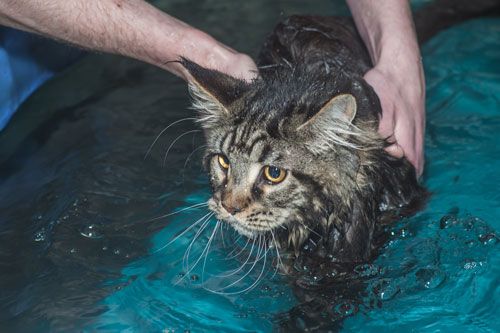 Thalasso pour chat