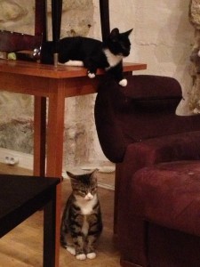Café des Chats