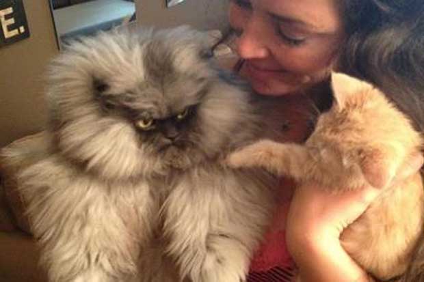 Colonel Meow chat le plus poilu du monde