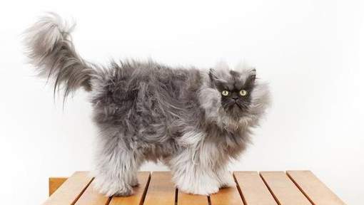 Colonel Meow