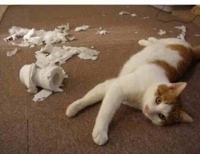 chat papier toilette