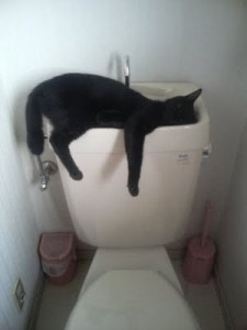 humour chat wc