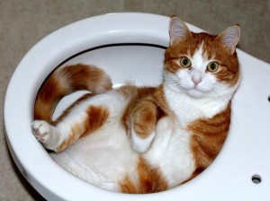 chat dans les wc