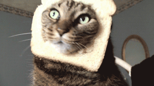 Cat Breading