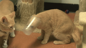 chat