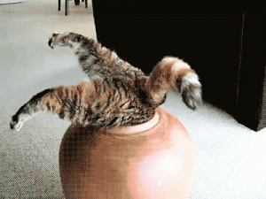 Gif de chat
