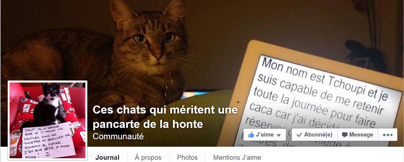 Ces chats qui méritent une pancarte de la honte