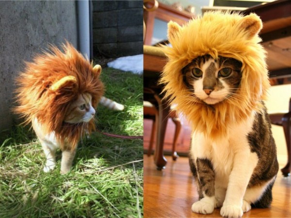 Déguisement lion pour chat 