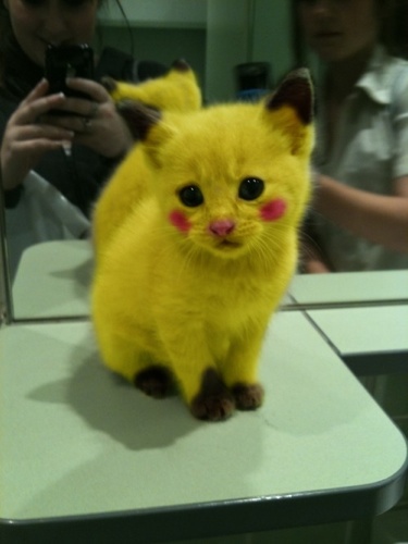 déguisement pikachu pour chat