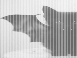 Déguisement chat chauve-souris