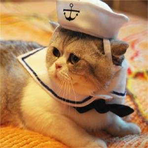 Déguisement marin pour chat