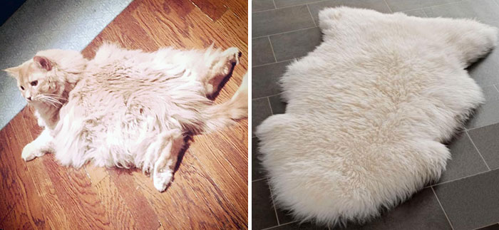 chat tapis