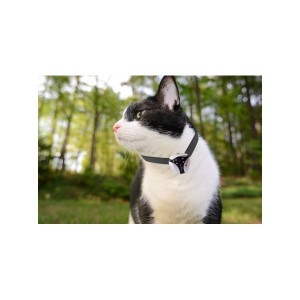 caméra chat