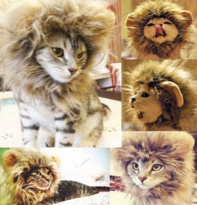 deguisement lion chat