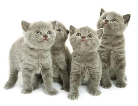 british shorthair