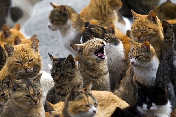 Aoshima l'ile des chats