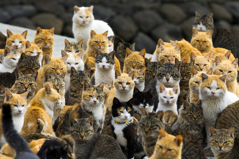 ile japon chat