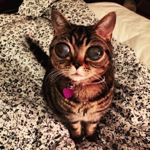 Matilda alien cat