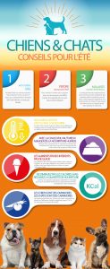 Infographie chiens et chats STAMPAPRINT