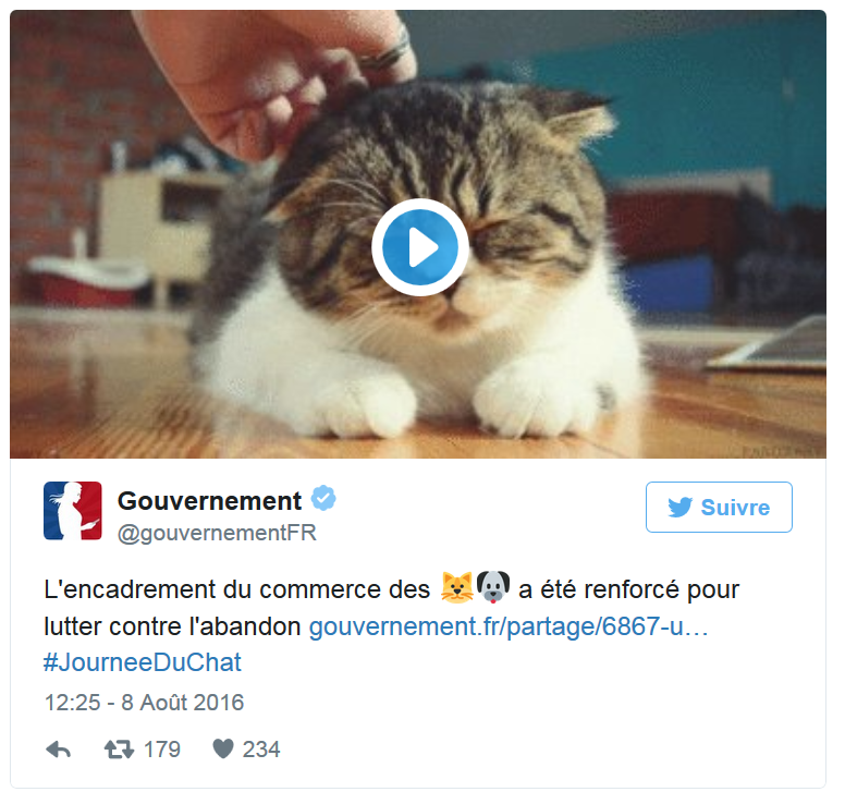 chat Gouvernement