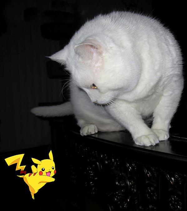 chat et pikachu