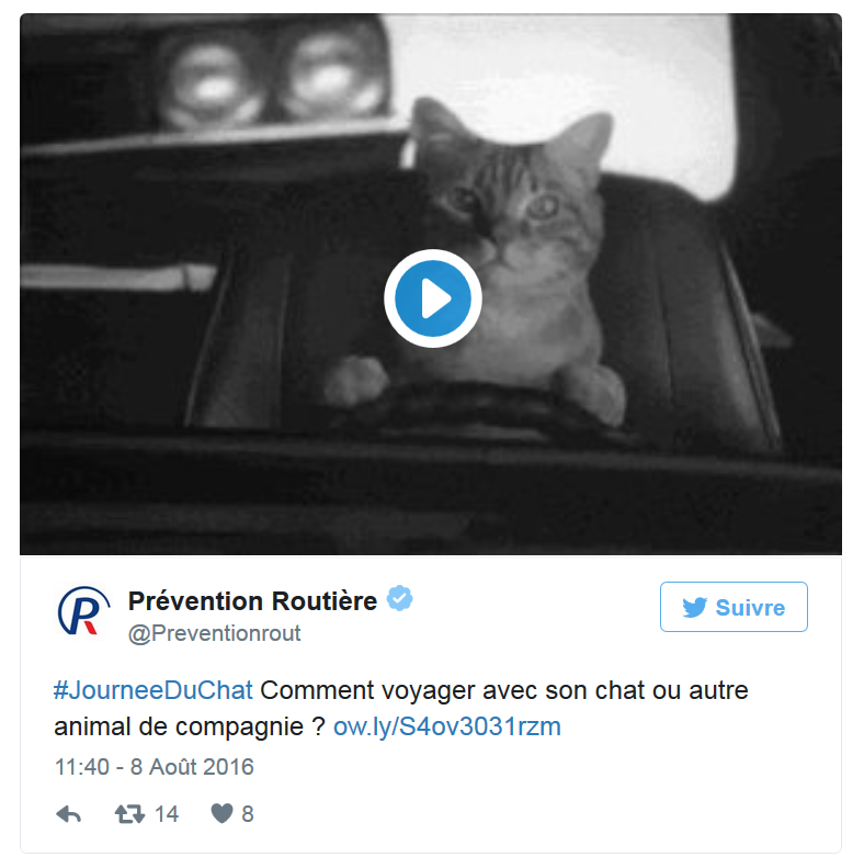 chat Prévention routière