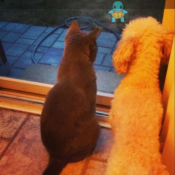 chien et chat Pokemon