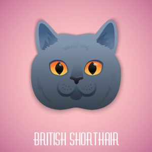 british shorthair
