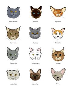 british shorthair race chat