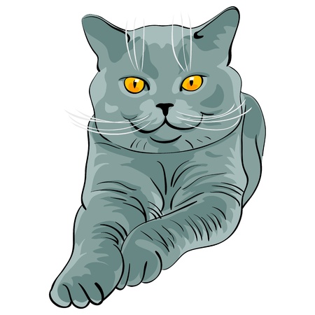 british shorthair bleu