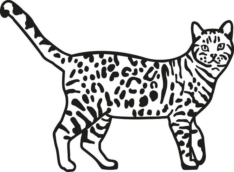 chat bengal