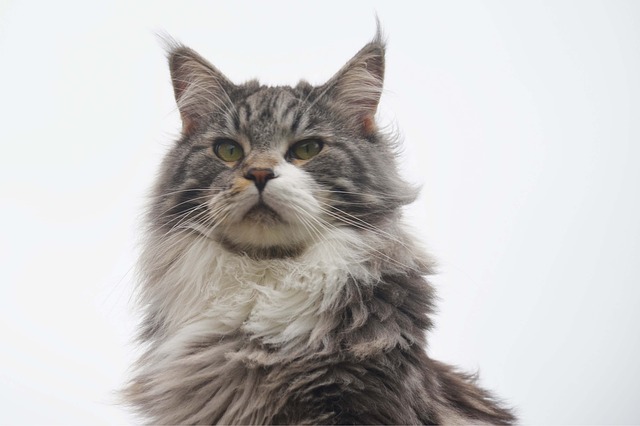 maine coon